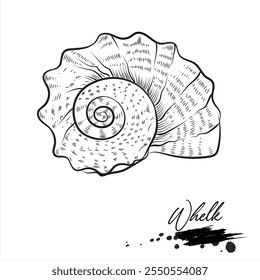 Whelk,  realistic sea animal sketch, vector illustration