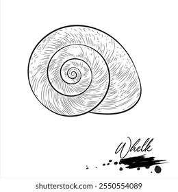 Whelk,  realistic sea animal sketch, vector illustration