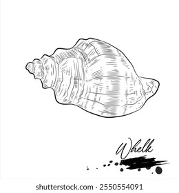 Whelk,  realistic sea animal sketch, vector illustration