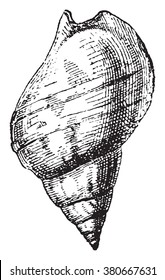 Whelk, vintage engraved illustration. Dictionary of words and things - Larive and Fleury - 1895.