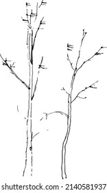 when the trees are bare , it is curious to observe their bizarre shapes .Graphic representation of trees without leaves .Spring.
