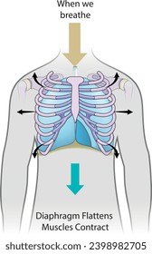 when we breathe, diaphragm flattens, muscles contract, respiratory system, anatomy, biology, visual,Breathing, Breathing diaphragm, The breathing thing