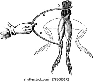 Whenever the nerves of a frog's leg were touched by one metal and the muscles by another, convulsions took place