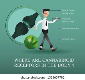 Where Cannabinoid Receptors Bodyvector Infographic On: เวกเตอร์สต็อก ...