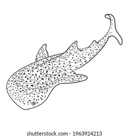 While shark in Line art. Contour style animal. Simple shape. Coloring book. Vector illustration. Tropical, exotic, Philippines, Bohol. Wild life, fauna. Underwater, ocean, sea, marine. Fish.