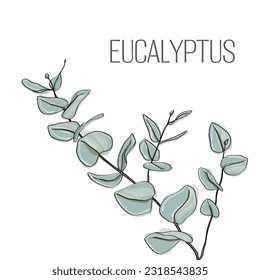 Whimsical eucalyptus illustration line drawing