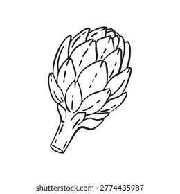 Whimsical hand drawn doodle artichoke line art illustration
