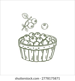 Whimsical hand drawn doodle blueberry set with market box branch and single berry line art illustration