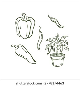 Whimsical hand drawn doodle pepper set with chili bell ramiro and potted pepper plant line art illustration