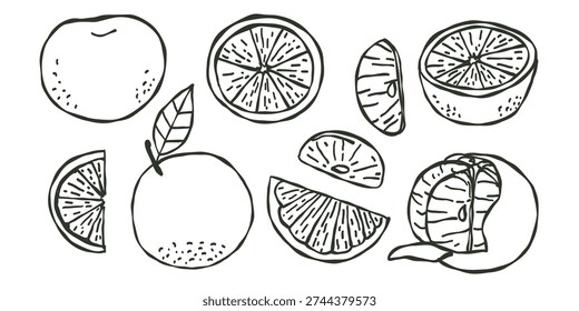 Whimsical hand drawn set of fresh orange fruit with leaf, slice. Doodle natural healthy fresh food.