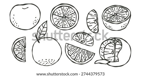 Whimsical hand drawn set of fresh orange fruit with leaf, slice. Doodle natural healthy fresh food.