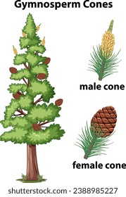 A whimsical vector illustration depicting gymnosperms of conifer plants