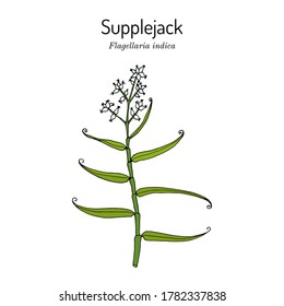 Whip vine, or hell tail, supplejack, false rattan, bush cane Flagellaria indica, medicinal plant. Hand drawn vector illustration