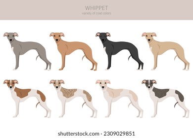 Whippet clipart. Different poses, coat colors set.  Vector illustration