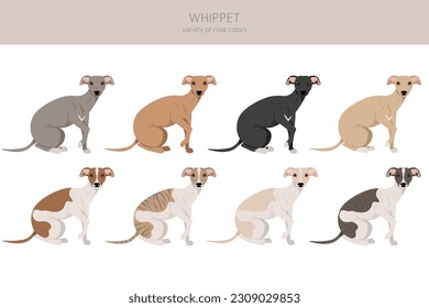 Whippet clipart. Different poses, coat colors set.  Vector illustration