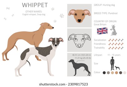 Whippet clipart. Different poses, coat colors set.  Vector illustration