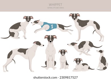 Whippet clipart. Different poses, coat colors set.  Vector illustration