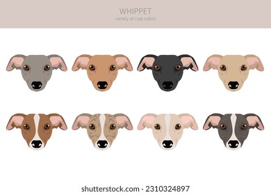 Whippet clipart. Different poses, coat colors set.  Vector illustration