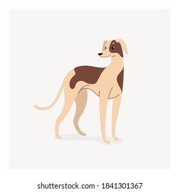 Whippet. Cute dog character. Vector illustration in cartoon style for poster, postcard.