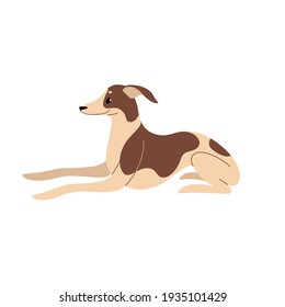 Whippet. Cute dog character. Vector illustration in cartoon style for poster, postcard.