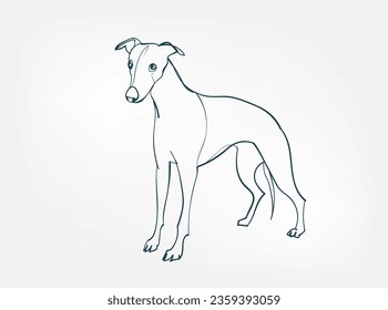 Whippet dog breed animal vector line art one line sketch outline