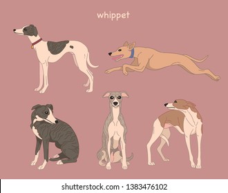 A whippet dog character set with realistic depiction. hand drawn style vector design illustrations. 