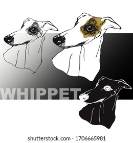 Whippet. Dog. The English dog. Vector drawing.