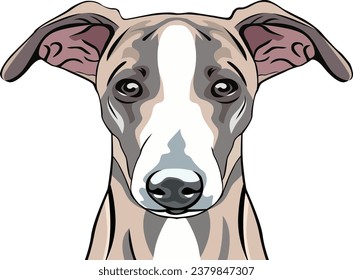 Whippet Dog Face isolated vector illustration