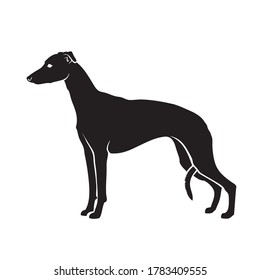 Whippet dog - isolated vector illustration