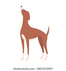 Whippet dog looking up. Domestic doggy breed, family puppy pet cartoon vector illustration