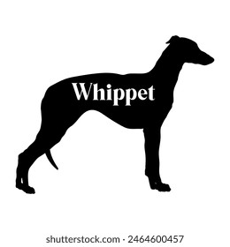 Whippet Dog silhouette dog breeds logo dog monogram vector