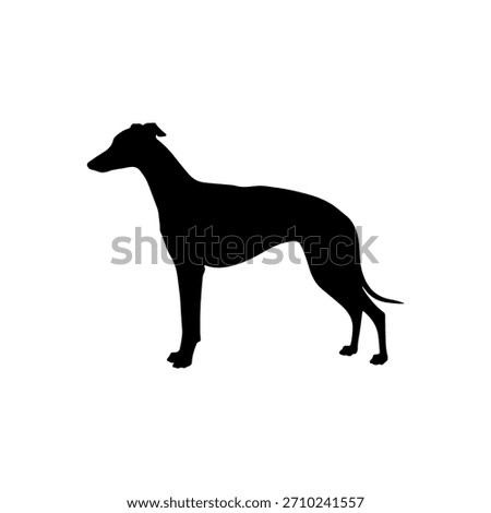 Whippet dog silhouette icon vector flat illustration design.