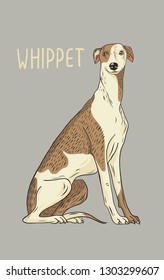 Whippet, dog is sitting