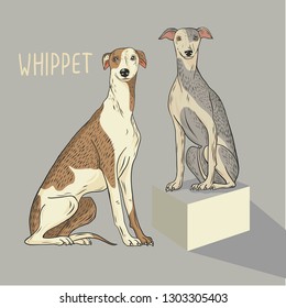 Whippet, Dog Is Sitting