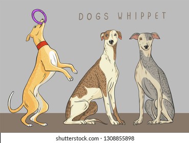 Whippet, dog is sitting