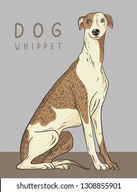 Whippet, Dog Is Sitting