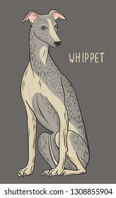 Whippet, dog is sitting, vector
