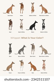 Whippet dogs set in different poses. Black, blue and whitecolors. All popular dog colors, characters in various poses, illustrations design projects. Cartoon vector set. Dog Drawing collection set. 