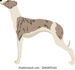 Whippet (English Whippet or Snap Dog)