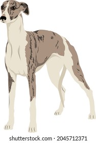 Whippet (English Whippet or Snap Dog)