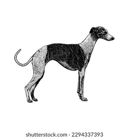 Whippet hand drawing vector isolated on white background.