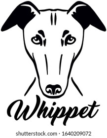 Whippet head in black and white