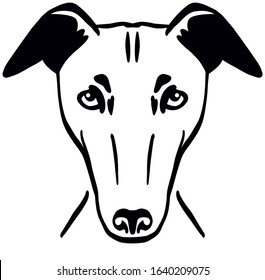 Whippet head in black and white