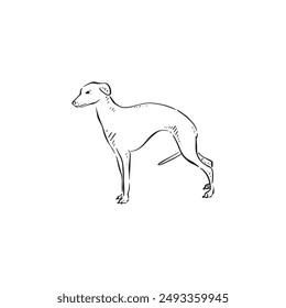 A whippet puppy dog drawn in black, vectorised and shaded. Baby dog, canine side profile short hair hand drawn vector.