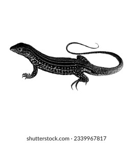 Whiptail Lizard hand drawing vector isolated on white background.