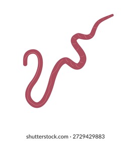 Whipworm Parasite Bacteri Vector Illustration