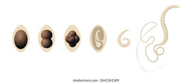 Whipworm Trichuris trichiura life cycle, from egg to adult worm