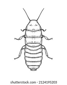 Whiskered Madagascar cockroach. Vector illustration in cartoon style on a white background EPS 10