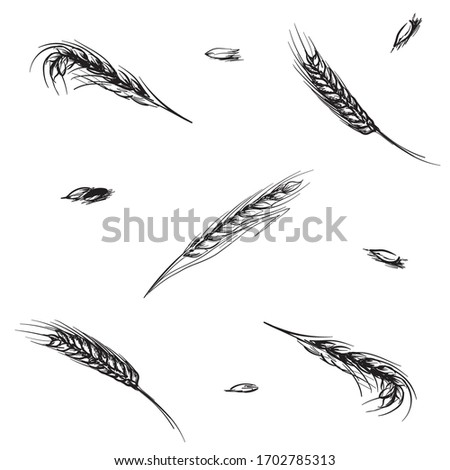 Whiskey making process from grain to bottle. Barley ears and grains. Seamless pattern. Sketch style drawing isolated on white background. EPS10 vector illustration