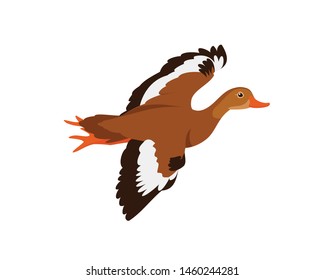 Whistling Duck, Flying Duck in the sky and Migration